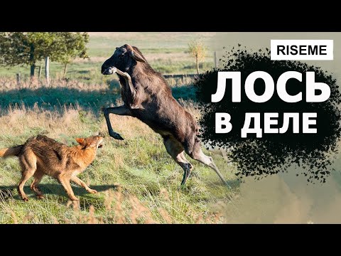 ЛОСЬ - Рогатый Убийца Нападающий на МЕДВЕДЕЙ и СОБАК! Лось в деле!