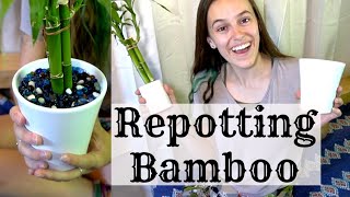 5 EASY STEPS TO REPOT YOUR LUCKY BAMBOO || AQUARIUM ROCKS