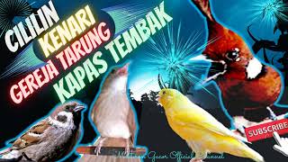 Download lagu Chirping Canaries, Tangkar ongklet, Sparrow, Olive-winged Bulbul Birds mp3