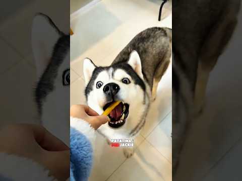 Chi Avrà la Patatina Più Grande? Jacki, Mickey, Luna o Alex? 🐶❤️😱🥔