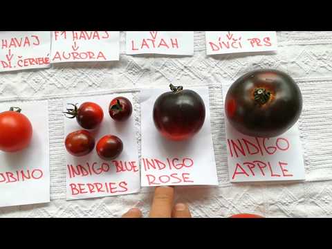 , title : 'Diverzita rajčat: Testování odrůd pro Katalog permasemínek'