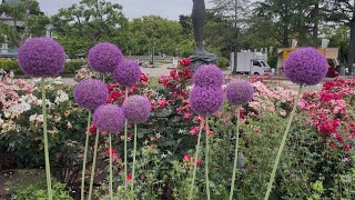 Explore the beauty of nature , At Tsuruma Park.