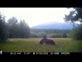 Bear Siblings Grapple With Each Other in South Lake Tahoe