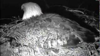 preview picture of video 'Decorah eagle has sleepless night after attack from owl'
