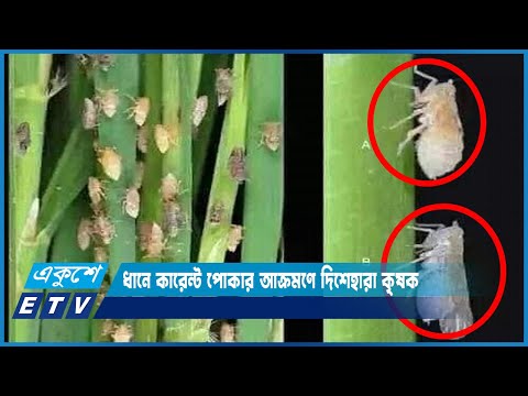 কারেণ্ট পোকার আক্রমণে নষ্ট হয়ে যাচ্ছে স্বপ্নের সোনালী ফসল | ETV News