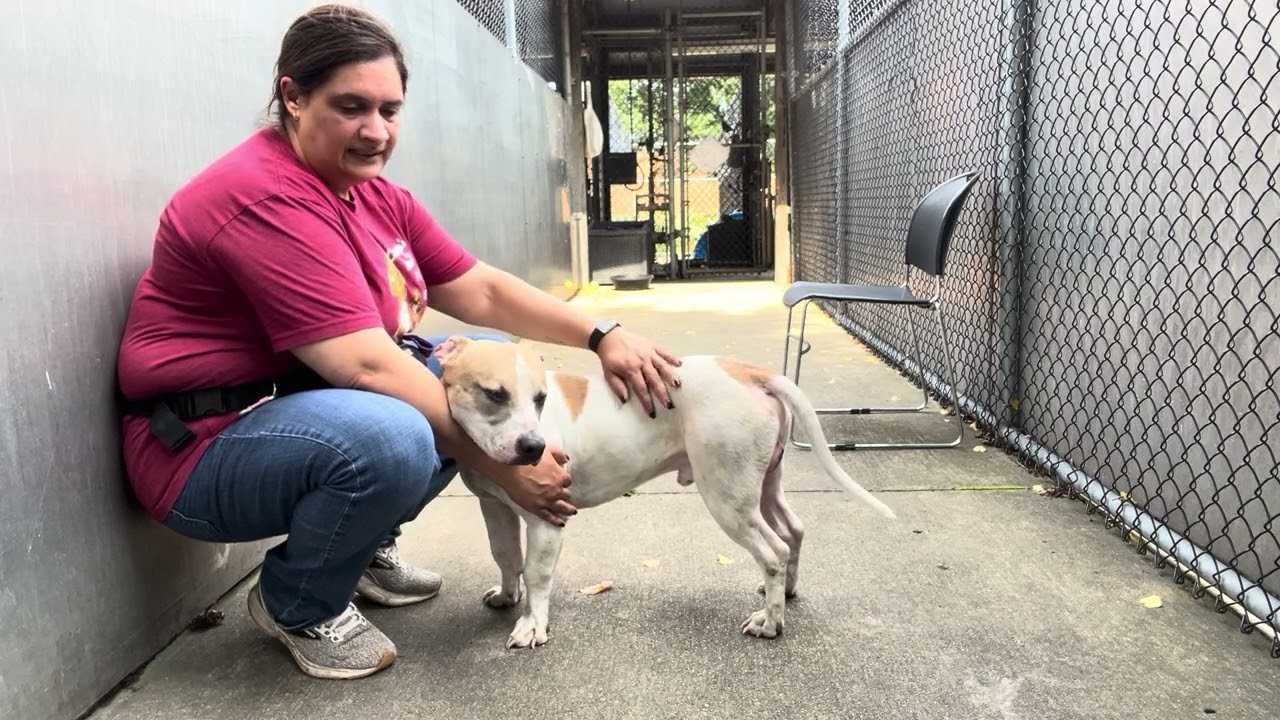 Enlarge Archie, a Adoptable Pit Bull Terrier in Chicago, IL video 5/5