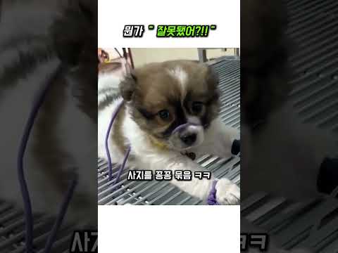 뭔가 잘못됐어?!! #강아지 #애견영상