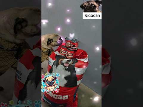 Lizandro super feliz con sus croquetas @ricocanperu8559 y sus trocitos de carne. Super recomendado