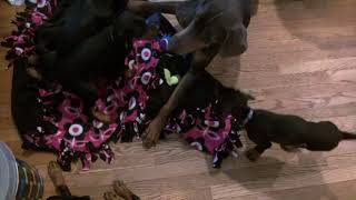 Video preview image #2 Doberman Pinscher Puppy For Sale in MARSHFIELD, MA, USA