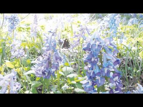 aménagement jardin paysager -autour-piscine-buis-boule-arbustes-arbres