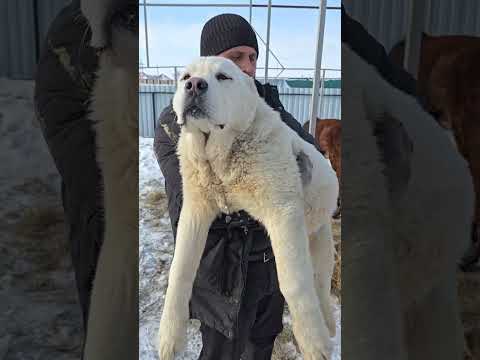 Алабай 5 месяцев 🔥 гигант #собака #2024