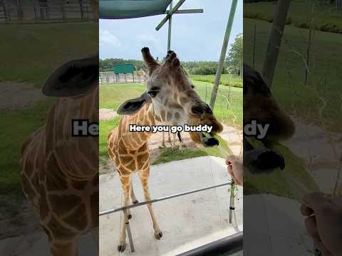 I went to a drive-thru zoo!