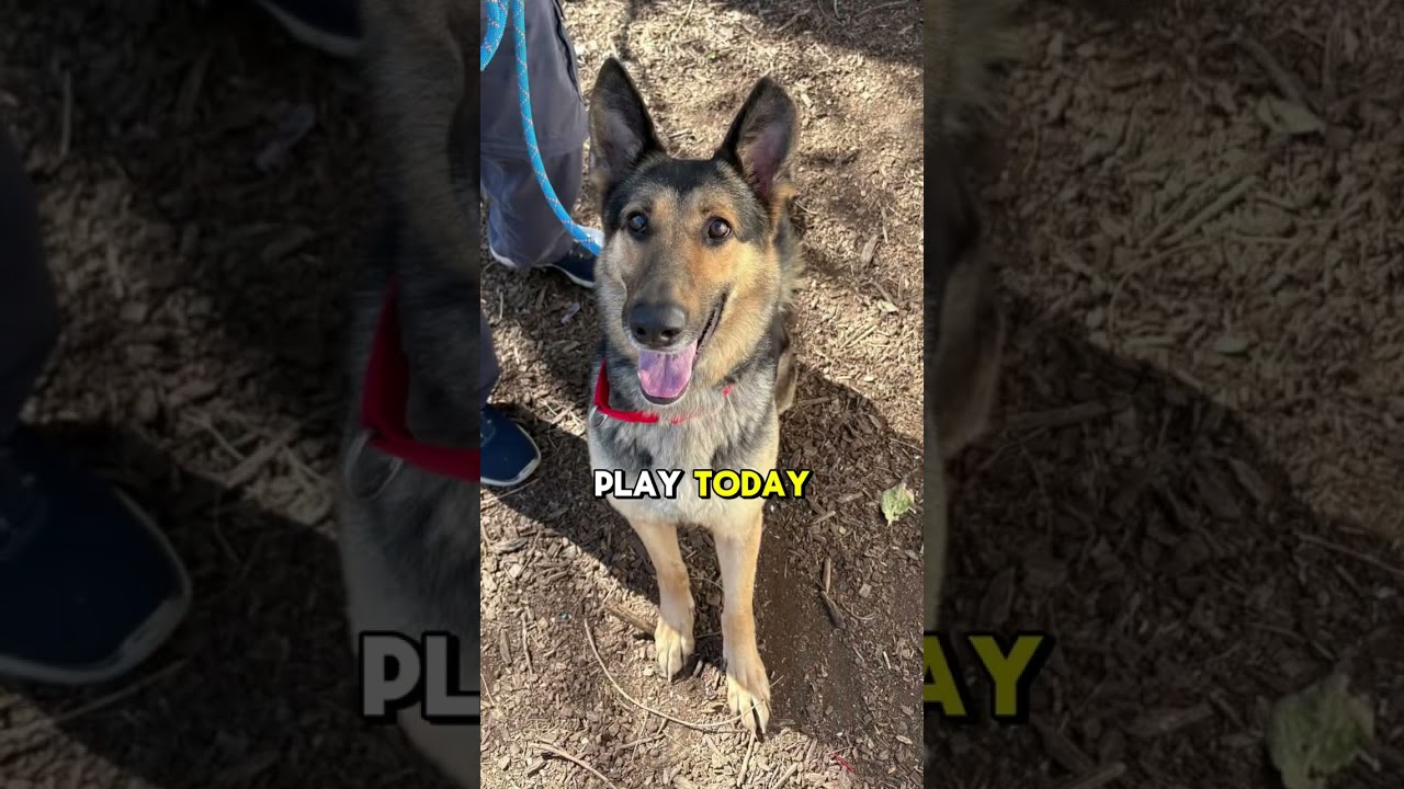 Klara, a ADOPTABLE German Shepherd Dog in Millburn, NJ video 2/6