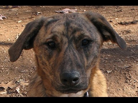 Plott Hound - Raza de Perro / Dog Breed