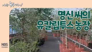 [나는농부다 250회] 명신 씨의 유칼립투스 농장