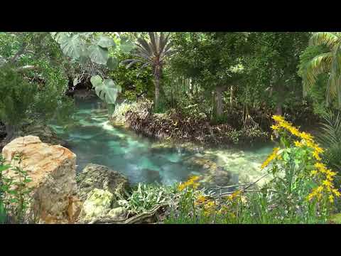 Alívio para o Stress e Ansiedade - Relaxar com Música e Sons da Natureza - Meditação para Acalmar