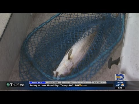 Summertime techniques for trout and redfish