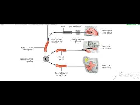 Glossopharyngeal intro 1