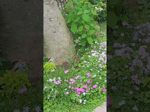 スペイン芝とは何ですか？この多年生の開花グランドカバーについて知っておくべきことすべて!  庭園