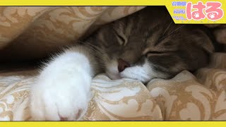 ３か所の狭い場所にクッソ入りたがる子猫なのです【召喚獣はる】