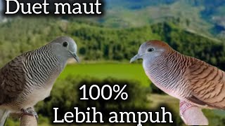 Download lagu DUET MAUT ❗ PANCINGAN PERKUTUT ANTI GAGAL 100% LEBIH AMPUH.  mp3