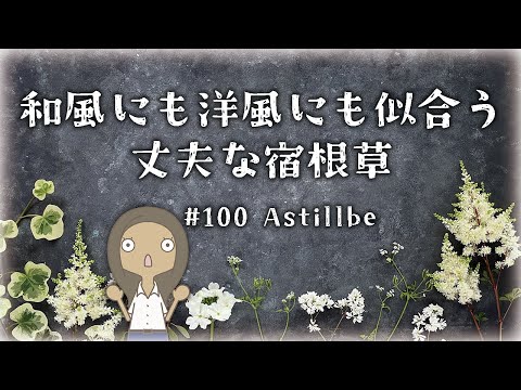 黒い目のスーザン 植物