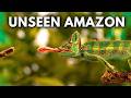 The Most Unbelievable Wonders Of The Amazon Rainforest Documentary