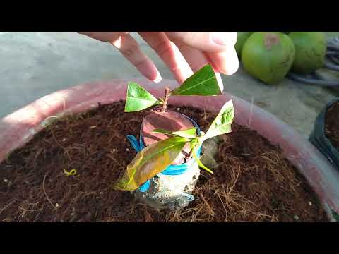 Ghép mai vàng được 15 ngày đã ra lá non