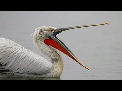 Dalmatian Pelican | world's largest freshwater bird,