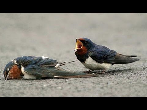 Leyla Alp • Je suis le cadavre de l'Autre / I am the corpse of the Other