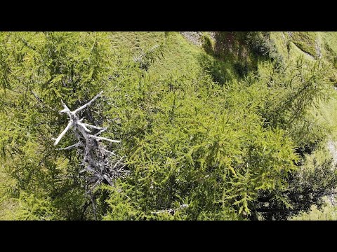 27 Cime morte - Abgestorbene Kronenspitze - Dead top