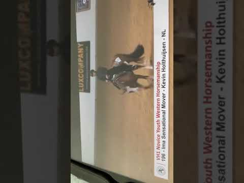 German paint horsemanship