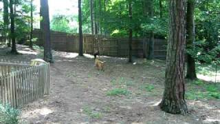 Sadie the rescued Chesapeake Bay Retriever