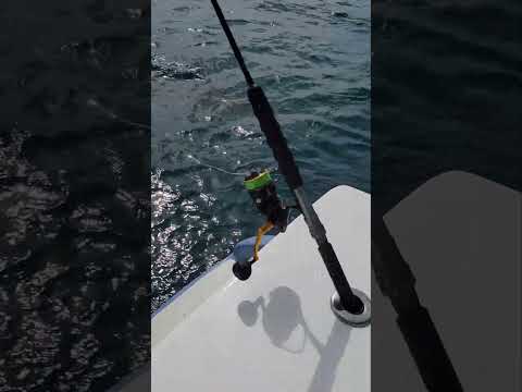 Shark Fishing Florida — New Smyrna Beach Charter Trip