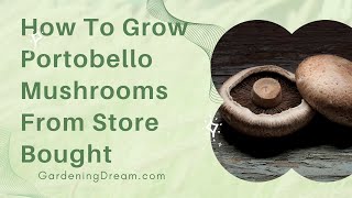 How To Grow Portobello Mushrooms From Store Bought