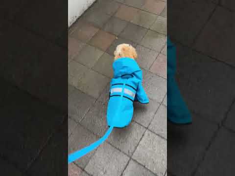 経営学科 ネットで買った犬のカッパが大きすぎたトイプードル8ヶ月 #toypoodle #トイプードル