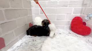 ヨークシャーテリアの動画01