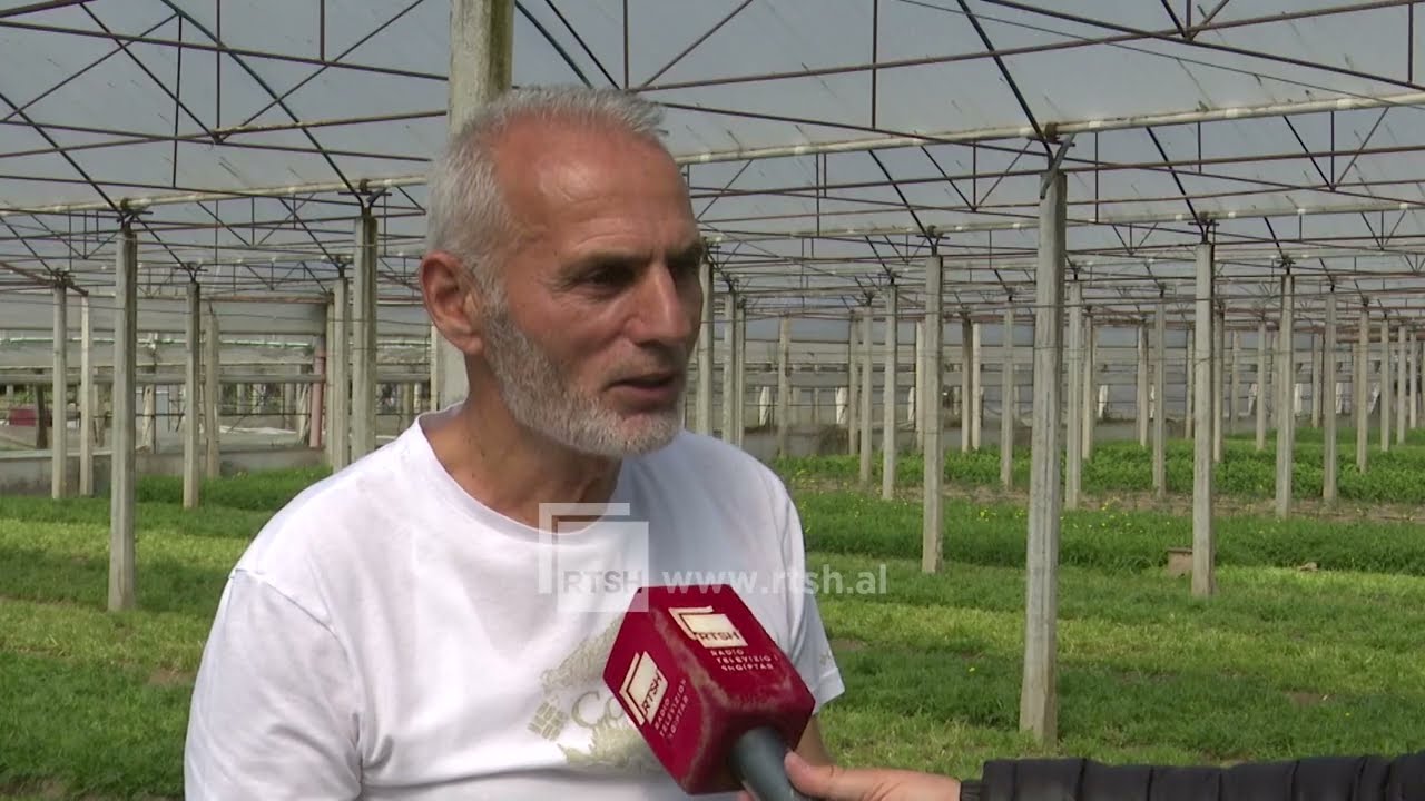 Nga sfidë në sukses, ferma e rukolës që u kthye në histori suksesi në Shkodër