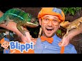 Blippi Meets Reptile Friends At The Aquarium Educational Videos For Kids