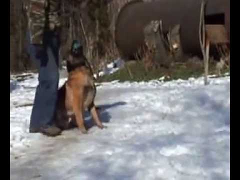 malinois gido