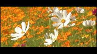 Vangelis - The Tao Of Love