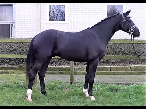 Nr.37 DSP Hengsttage v. Bon Coeur Quaterback