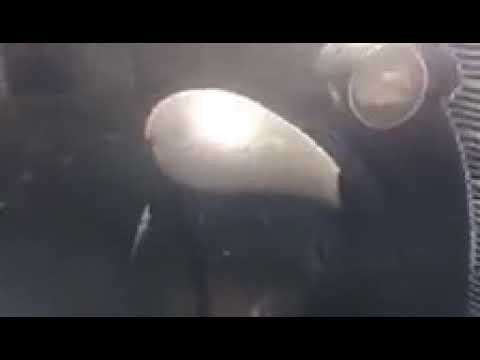 1938 Chevrolet Deluxe (CC-1084885) for sale in Milford, Ohio