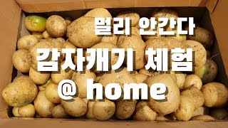 [시골일상 브이로그] 관리안한 감자밭에 감자는 어떨까? 앞마당에서 감자캐기