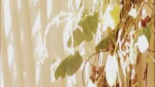 Summer Flake - Let's Settle The Score