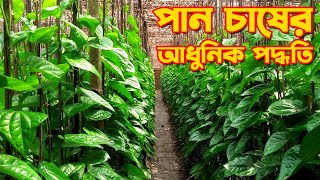 পান চাষের আধুনিক পদ্ধতি