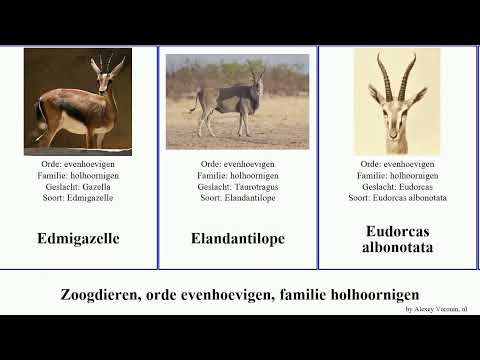 , title : 'Zoogdieren, orde evenhoevigen, familie holhoornigen Artiodactyla order Artiodactyla family Bovidae'