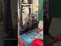 Riproduci video