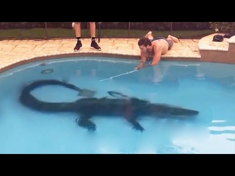Top 10 Alligators Found in Swimming Pools!