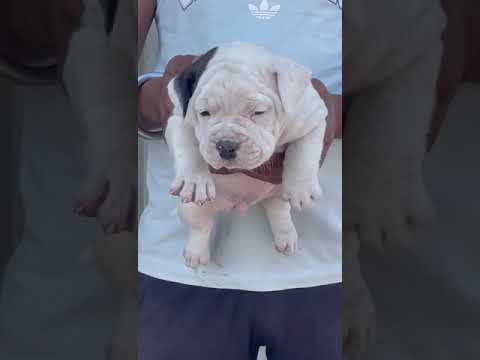 Ambully female 98778 26958